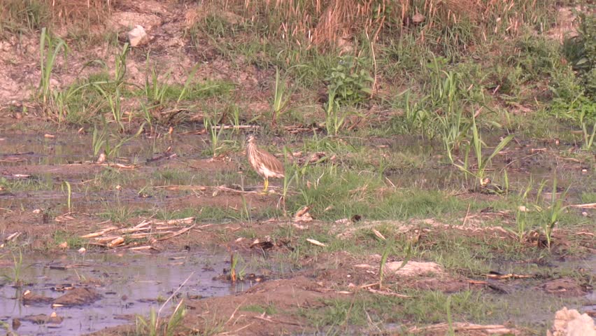 Pakistani field heron (Ardeola grayii) is a wetland bird, these birds are mostly seen in Terai region of Nepal. Cool egret walking, seating beside river in Asia. 4K Footage.