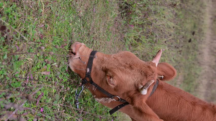 brown cow eats fresh grass on a field against a background of blue sky close-up. High quality photo