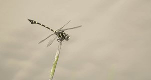 Dragonfly perched on a twig while the wind blows. The Common Flangetail dragonfly (Ictinogomphus decoratus) is commonly seen in Thailand and Asia.