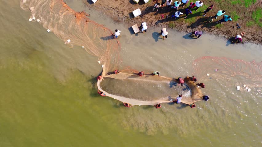 Aerial drone view of fishermen catching fish in culture pond using fishing net HD