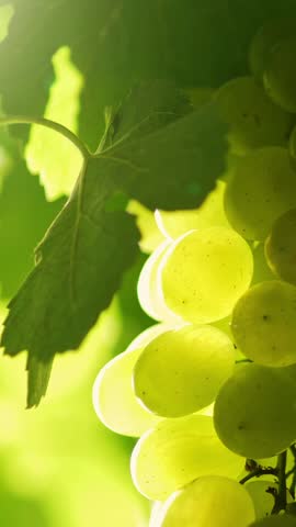 Ripe organic vineyard grapes swaying in the wind. Great grapes for making white wine. Wine grapes harvest in Italy, Tuscany region at sunset. Vertical shot