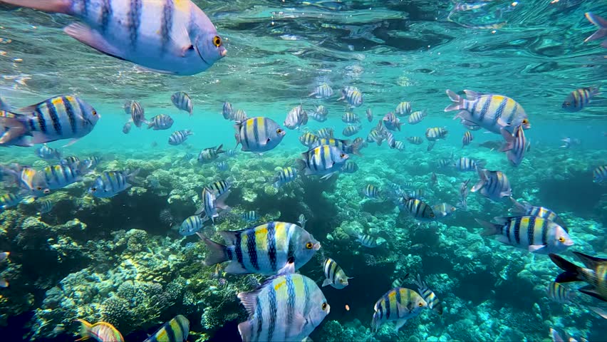 Sergeant-major fish school with water surface in background, underwater Red sea.