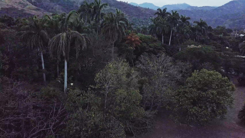 Aerial view over Hope Garden park Kingston City Jamaica