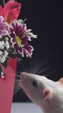 Close-up of white rat sniffs beautiful flowers, vertical footage