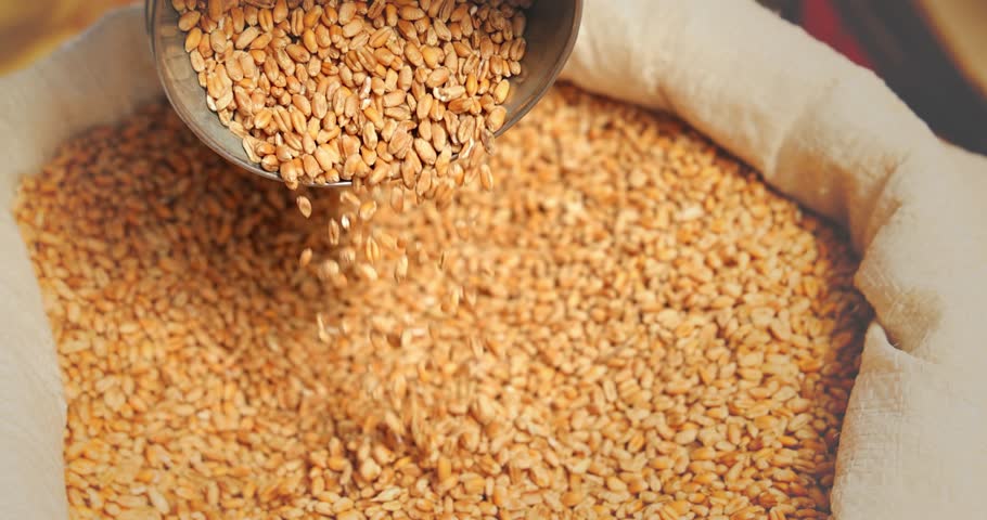 Farmer shows harvested wheat at the grocery market, agricultural concept. Close up of wheat grain in sack, slow motion