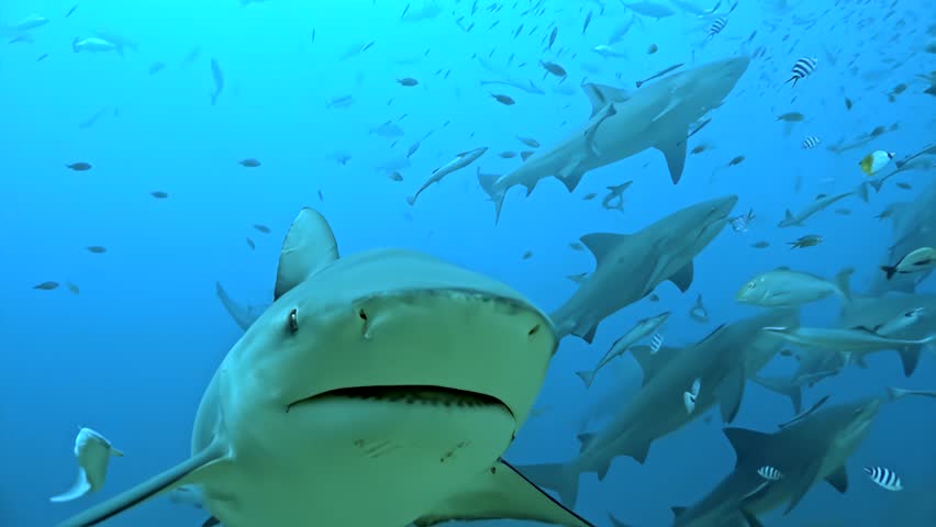 A shark is swimming in a school of fish. The shark is the center of attention and is surrounded by many other fish