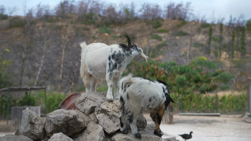 Two goats stand on rocks at the zoo.