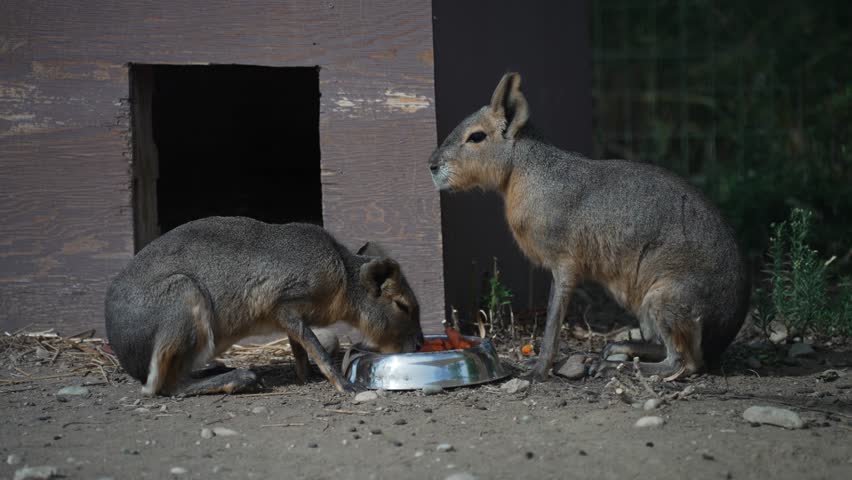 Patagonian mara at the zoo. Dolichotis patagonum.