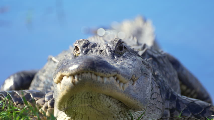 Close-up of American alligator resting on fresh water lake bank in Florida, USA