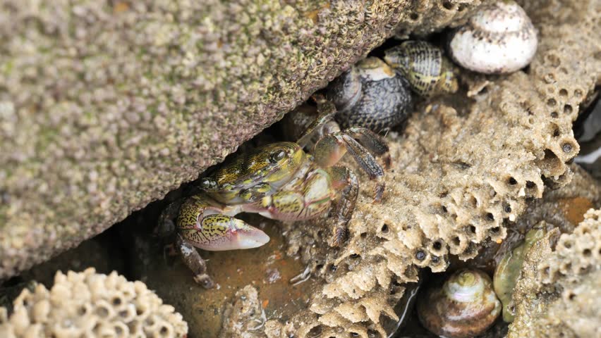 A crab searches for food between stones at low tide on the Pacific Ocean in California.