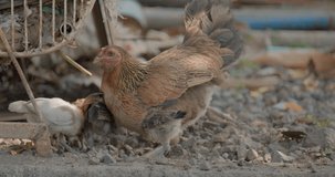 A free-range chicken with chicks teaches them how to look for food.