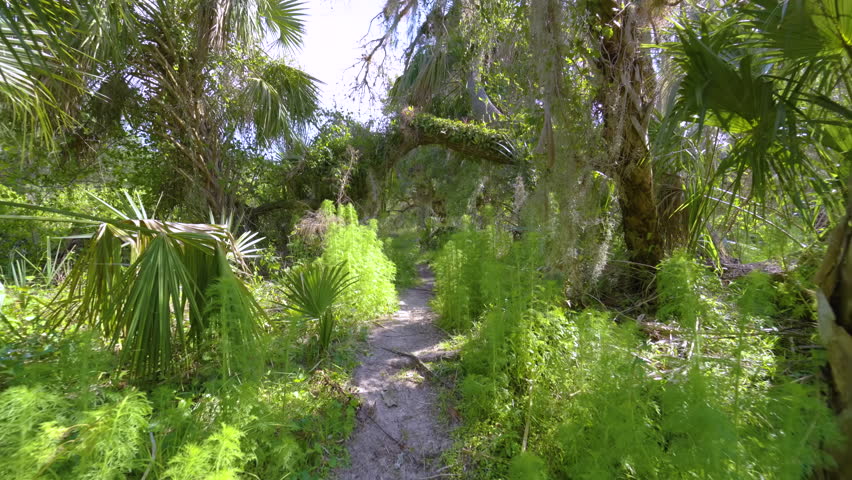 Trail footpath in tropical jungles with green palm trees and wild vegetation in southern Florida. Exploring of dense rainforest ecosystem