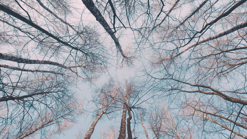 Walk Through Spring Forest. Explore Scenery. Tree Branches Without Leaves Lifestyle. Gimbal shot.