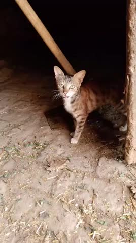 A Brown and white tabby cat meowing on floor looking up.