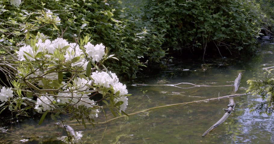 Park, river, white flowers, frogs