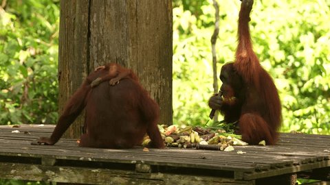 Bornean orangutan, Pongo pygmaeus, great ape animal in the tropic forest, Sabah, Kinabatangan river in Borneo, Malyasia. Orange fur coat monkey in nature habitat. Rare mammal with fruits, Borneo. Stockvideó