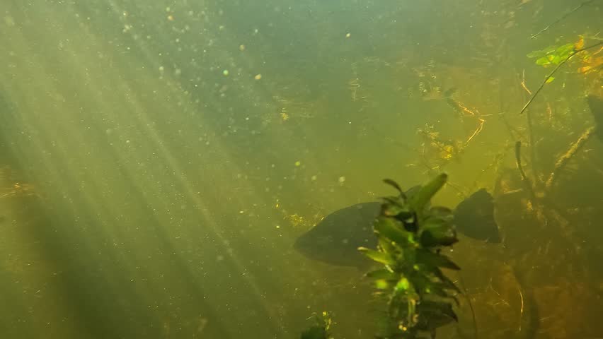 A largemouth bass with a scar from a hook swims through sunbeams and presents itself in front of the camera, illustrating the consequences of animal suffering caused by catch and release fishing.