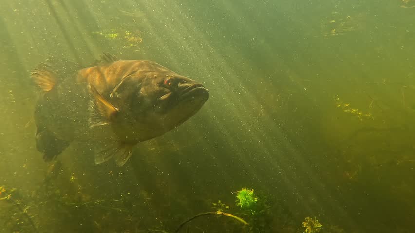 A largemouth bass with a scar from a hook swims through sunbeams and presents itself in front of the camera, illustrating the consequences of animal suffering caused by catch and release fishing.