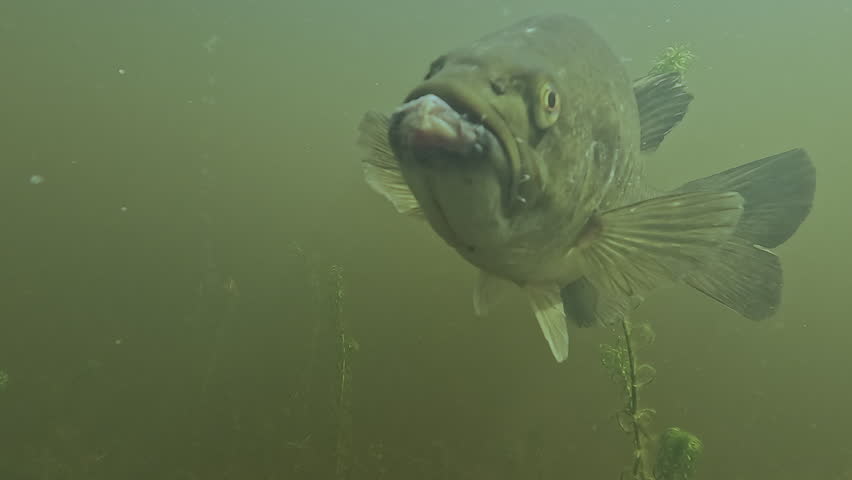 Frontal view of a largemouth bass with its mouth damaged by a hook, a victim of no-kill fishing leaving scars on the animals.