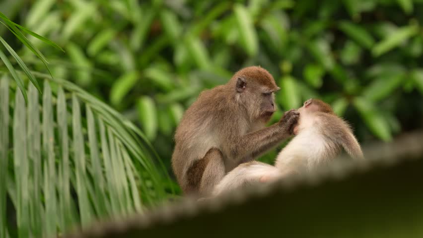 Long-tailed macaque, Macaca fascicularis, monkey in the nature habitat, Bako NP, Borneo in Malaysia. Macaque cleaning fur coat in the natre, family behaviour. Monkeys in the tropic forest. 