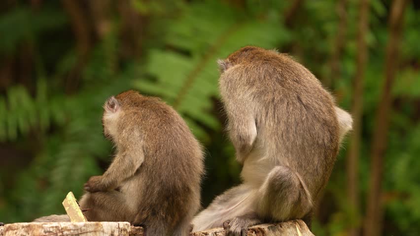 Long-tailed macaque, Macaca fascicularis, monkey in the nature habitat, Bako NP, Borneo in Malaysia. Macaque cleaning fur coat in the natre, family behaviour. Monkeys in the tropic forest. 