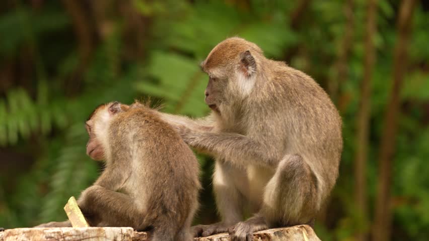 Long-tailed macaque, Macaca fascicularis, monkey in the nature habitat, Bako NP, Borneo in Malaysia. Macaque cleaning fur coat in the natre, family behaviour. Monkeys in the tropic forest. 
