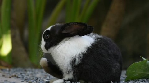 rabbit in the garden, small bunny , lovely pet at home