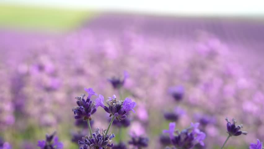 Lavender, field, walking - Two lady in violet dress, traverse purple blossoms, vast open space, daylight, nature beauty. Mother and daughter hand-in-hand move amidst purple flora, expansive rural area