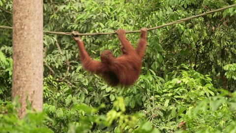 Bornean orangutan, Pongo pygmaeus, great ape animal in the tropic forest, Sabah, Kinabatangan river in Borneo, Malyasia. Orange fur coat monkey in the nature habitat. Rare mammal on the tree, Borneo. Stockvideó