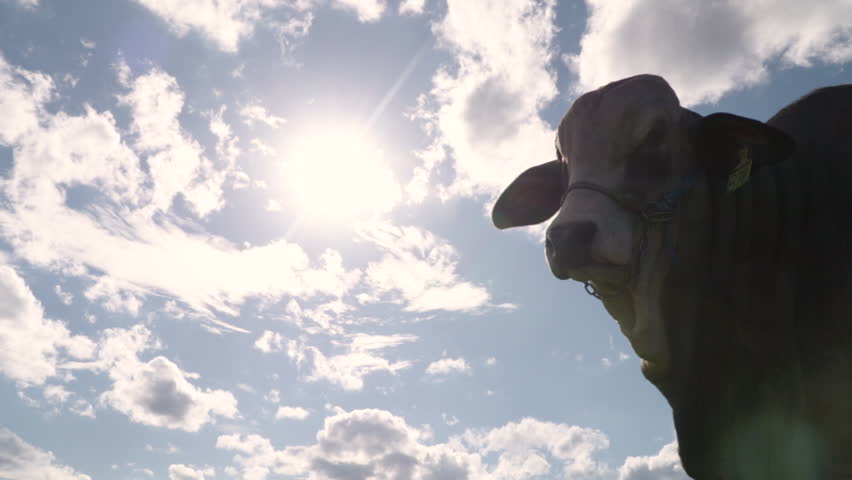 Brahman cow against sunlight looking at the camera. Paraguay