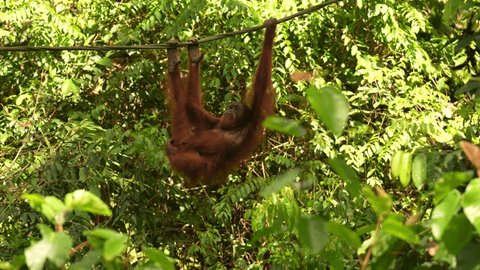 Bornean orangutan, Pongo pygmaeus, great ape animal in the tropic forest, Sabah, Kinabatangan river in Borneo, Malyasia. Orange fur coat monkey in the nature habitat. Rare mammal on the tree, Borneo. Stockvideó