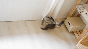 Tabby kitten jumping and playing with itself, running around in a circle. Cat is turning catching to its tail. Funny domestic animals. Silly comical Kitty cat. Animal themes, domestic cat, no people