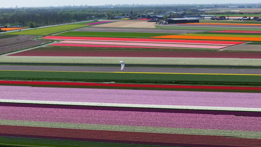 Drone shot of person kitesurfing by vast colorful flower fields in the Netherlands