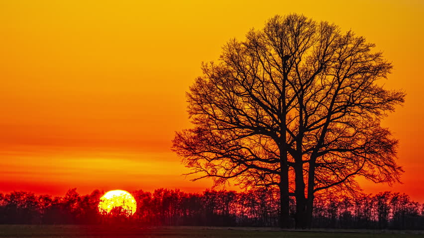 The sun sets in an orange-red sky, leaving behind the black silhouette of a tree.