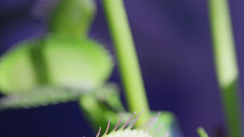 Close up macro video of the Venus Flytrap plant leaves.