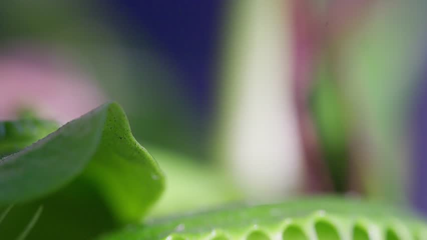 Close up macro video of the Venus Flytrap plant leaves.