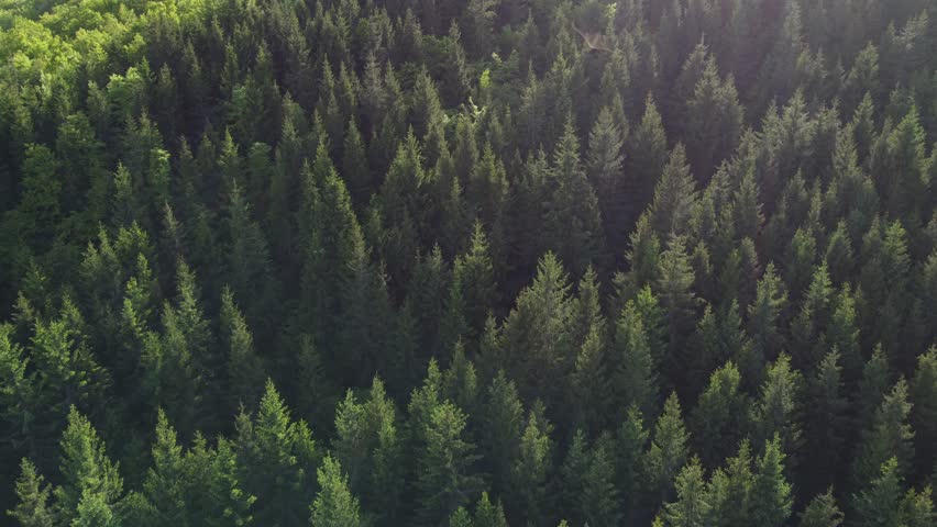 Drone flying above pine spruce trees, drone 4k footage