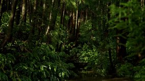 A serene view of sunlight streaming through tall, dense forest trees, highlighting the vibrant green foliage and tranquil atmosphere. Swamp, trees and plants with lush green foliage in rainforest - Powered by Shutterstock - Get 15% off with code: PIKWIZARD15