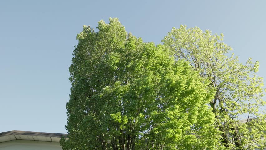 Wind blowing through tree tops.