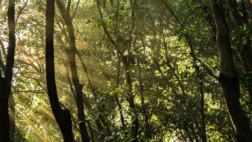 Moving shot: Golden Rays Of Light, Forest, Morning.