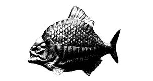 Piranha fish. Animal seamless looping animation. 2d motion graphics.