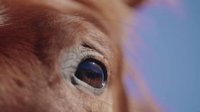 4k Close-Up of a Horse's Eye - Powered by Shutterstock - Get 15% off with code: PIKWIZARD15