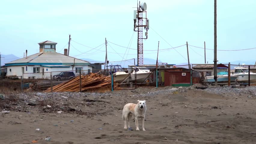 A white dog stands in the middle of a dirt field under the open sky