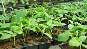Young cucumber seedlings growing in plastic pots, containers. Gardening concept. Seedling ready to be planted in ground from garden tray. Young sprouts. Growing from seeds. Healthy food production. - Powered by Shutterstock - Get 15% off with code: PIKWIZARD15