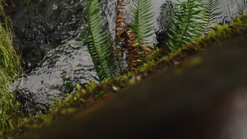 Fallen Dead Tree And Moss In Flowing Stream At Hoh Rainforest In Olympic National Park, Washington. tilt-up reveal