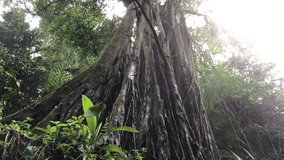 footage of a very large and towering tree in a very dense forest