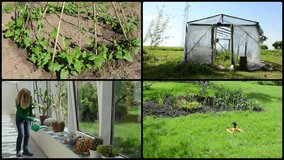 Woman watering cactus, flowers, beans and tomato plants. Greenhouse conservatory houses in garden. Montage of video footage clips collage. Split screen. Black round corner frame. 4K UHD 2160p