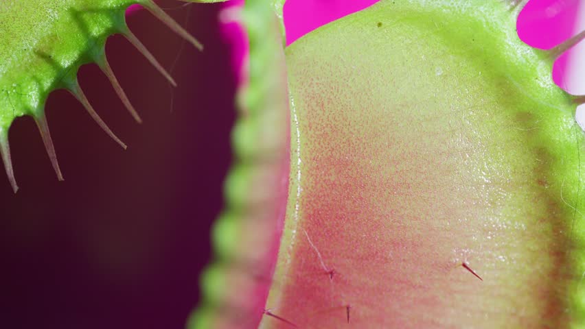 Close up macro video of the Venus Flytrap plant leaves.