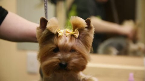 A close-up of a hair dryer blows air into the dog's face in a beauty salon. The dog looks into the camera and raises his paw. The dog gives five to the camera.