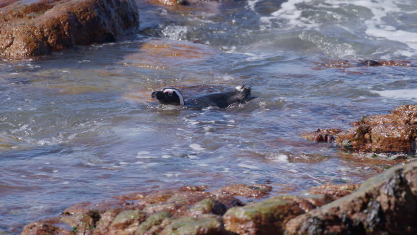 African Penguin Swimming and Playing Around in Rocky Coastal Waters Slow Motion